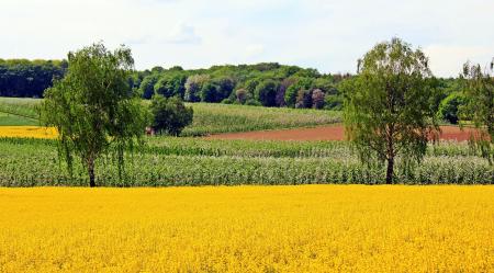 Oilseed Rape