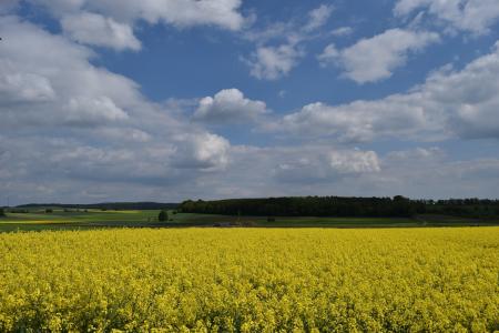 Oilseed Rape