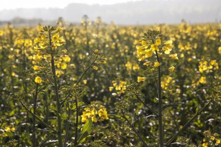 Oilseed Rape