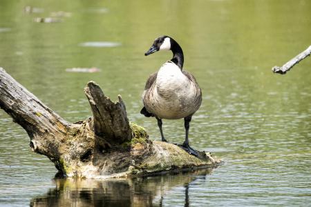 Oiseau (Bernache Du Canada) 364