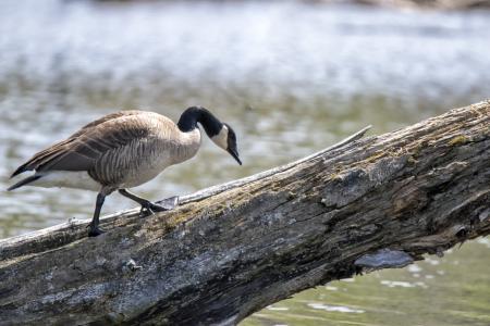 Oiseau (Bernache Du Canada) 471