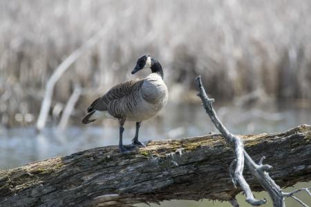 Oiseau (Bernache Du Canada) 473