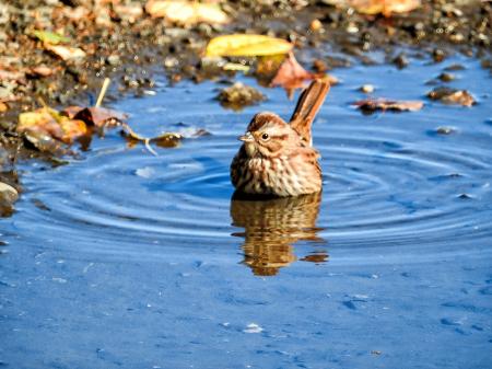 Oiseau (Bruant Chanteur) 143