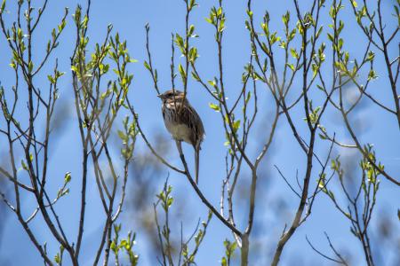 Oiseau (Bruant Chanteur) 175