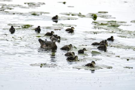 Oiseau (Canard Branchu) 318