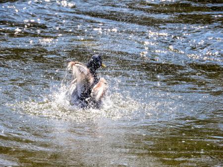 Oiseau (Canard Colvert) 705