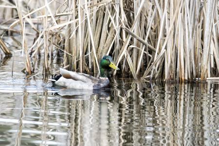 Oiseau (Canard Colvert) 721