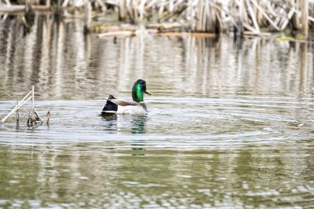 Oiseau (Canard Colvert) 724