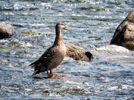 Oiseau (Canard Colvert) 749