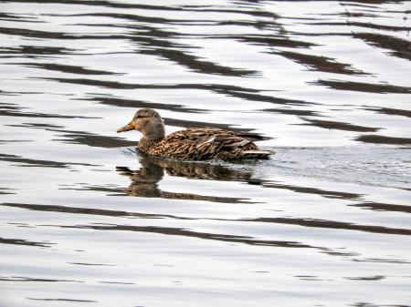 Oiseau (Canard Colvert) 759