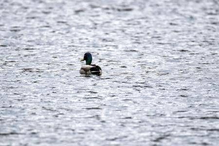 Oiseau (Canard Colvert) 761