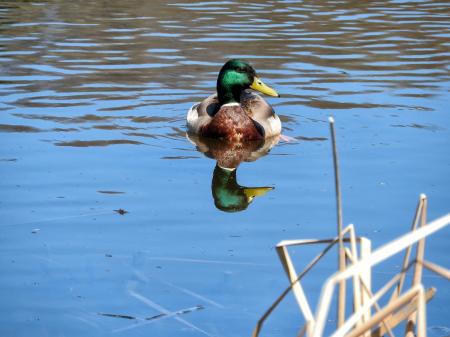 Oiseau (Canard Colvert) 765