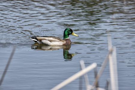 Oiseau (Canard Colvert) 770