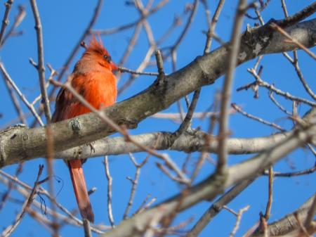 Oiseau (Cardinal Rouge) 165