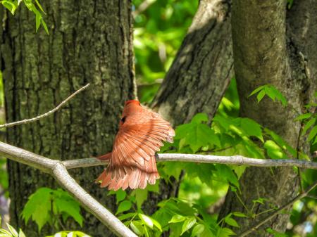 Oiseau (Cardinal Rouge) 264