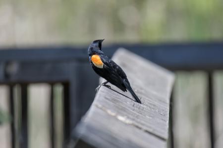 Oiseau (Carouge À Épaulettes) 731