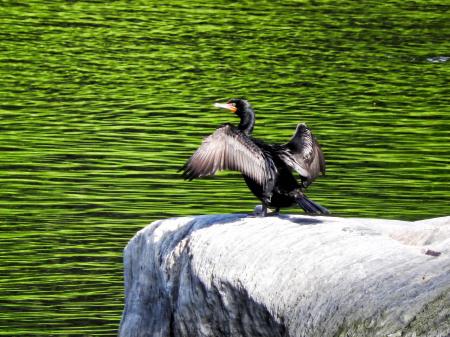 Oiseau (Cormoran À Aigrettes) 054