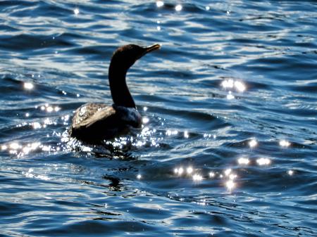 Oiseau (Cormoran À Aigrettes) 077