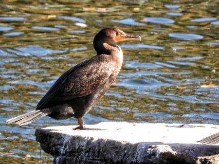 Oiseau (Cormoran À Aigrettes) 081