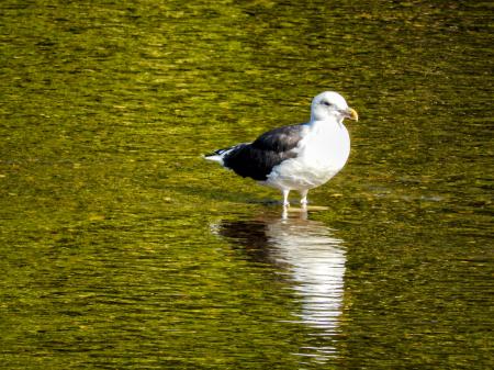 Oiseau (Goéland Marin) 020