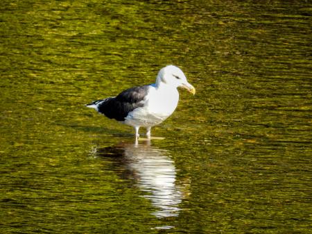 Oiseau (Goéland Marin) 021