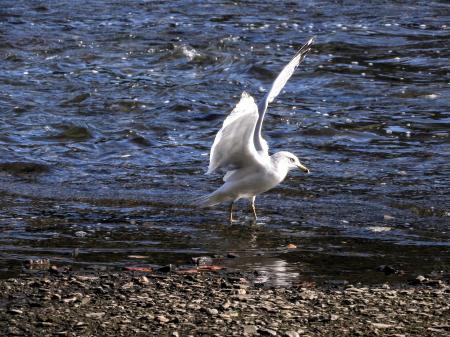 Oiseau (Goéland À Bec Cerclé) 052