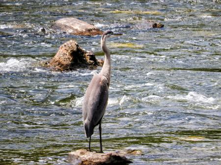 Oiseau (Grand Héron) 109