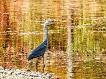 Oiseau (Grand Héron) 140