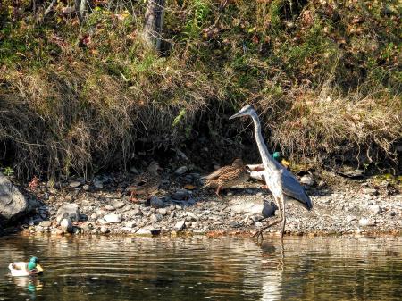 Oiseau (Grand Héron) 146