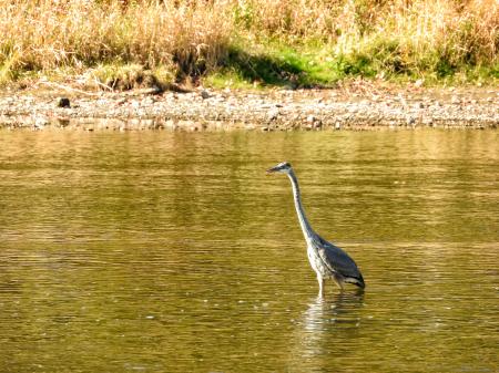 Oiseau (Grand Héron) 200