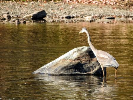 Oiseau (Grand Héron) 201