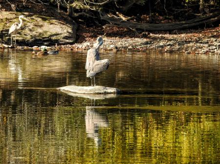 Oiseau (Grand Héron) 212