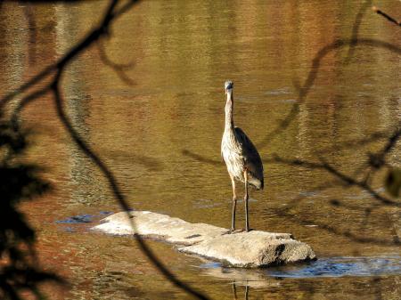 Oiseau (Grand Héron) 237