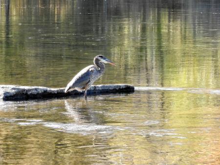 Oiseau (Grand Héron) 246