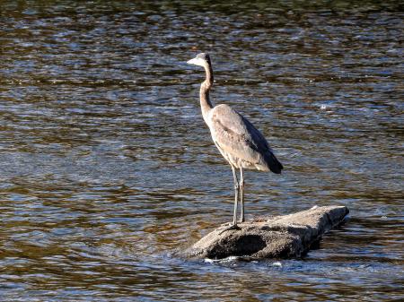 Oiseau (Grand Héron) 263