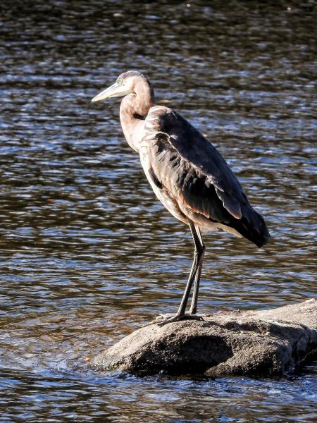 Oiseau (Grand Héron) 272