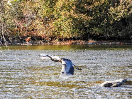 Oiseau (Grand Héron) 285