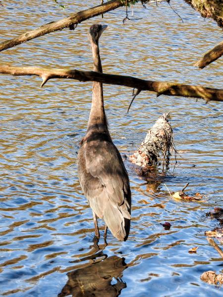 Oiseau (Grand Héron) 299