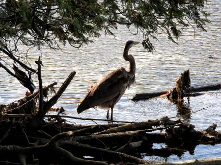 Oiseau (Grand Héron) 301