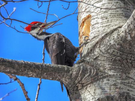 Oiseau (Grand Pic) 026