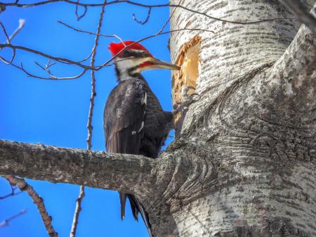 Oiseau (Grand Pic) 027