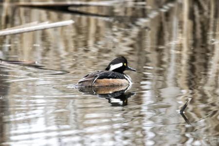 Oiseau (Harle Couronné) 063