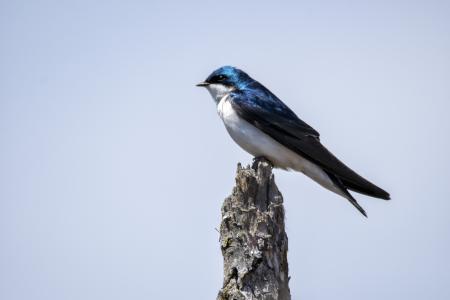 Oiseau (Hirondelle Bicolore) 260