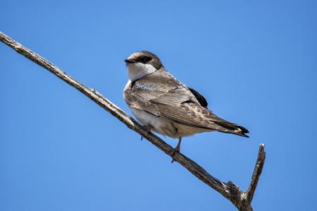 Oiseau (Hirondelle Bicolore) 294