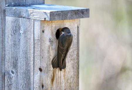 Oiseau (Hirondelle Bicolore) 302