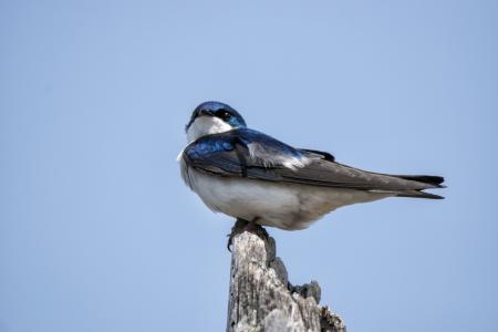 Oiseau (Hirondelle Bicolore) 305