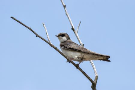 Oiseau (Hirondelle Bicolore) 306