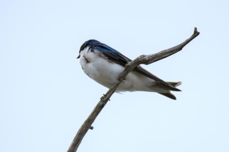 Oiseau (Hirondelle Bicolore) 316