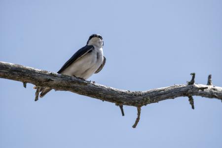 Oiseau (Hirondelle Bicolore) 322