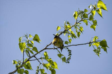 Oiseau (Oriole De Baltimore) 234